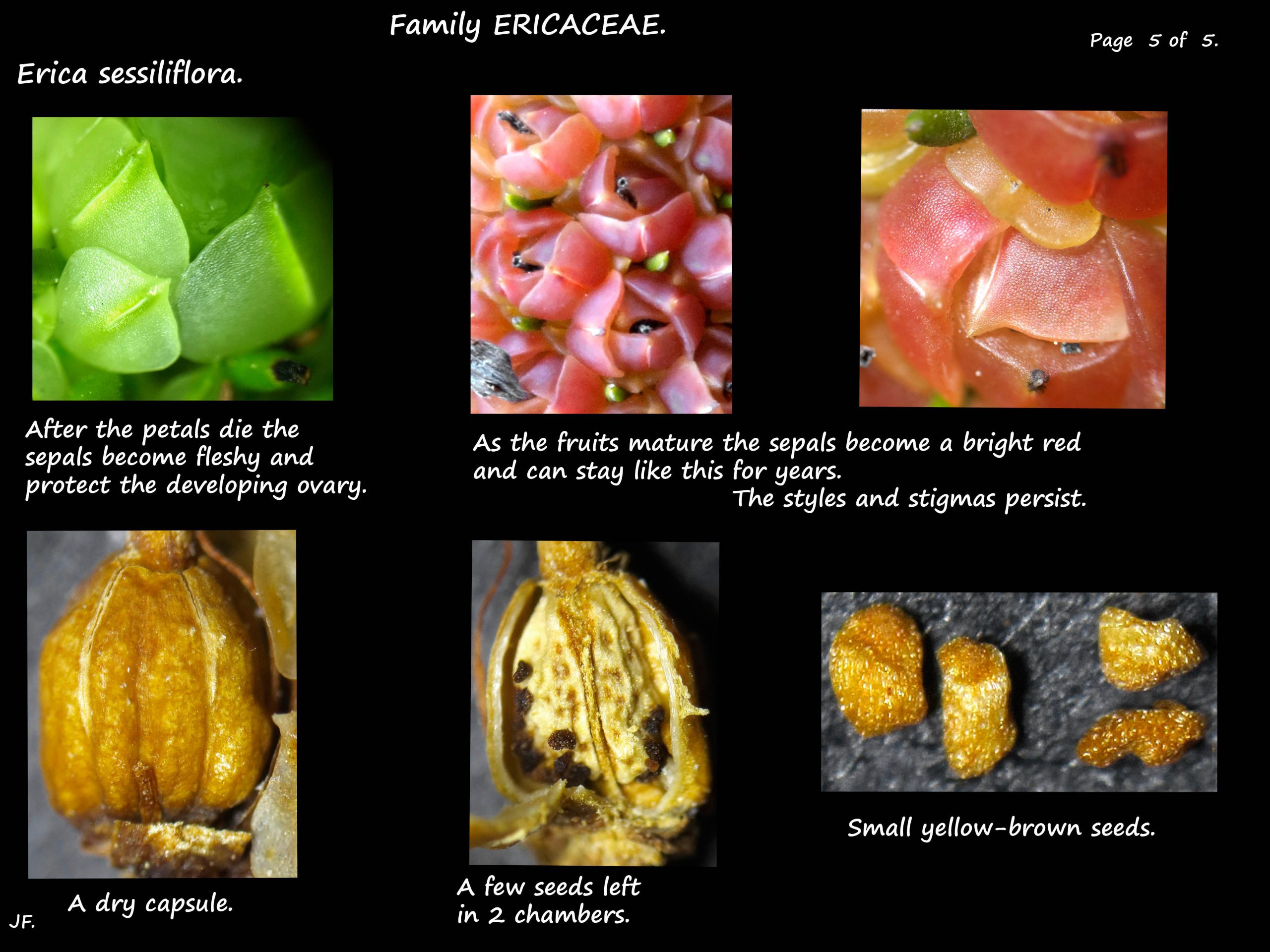 5 Erica sessiliflora capsules